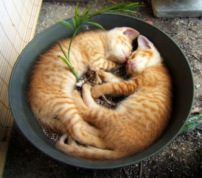    AAA -2 Cats in a flower pot